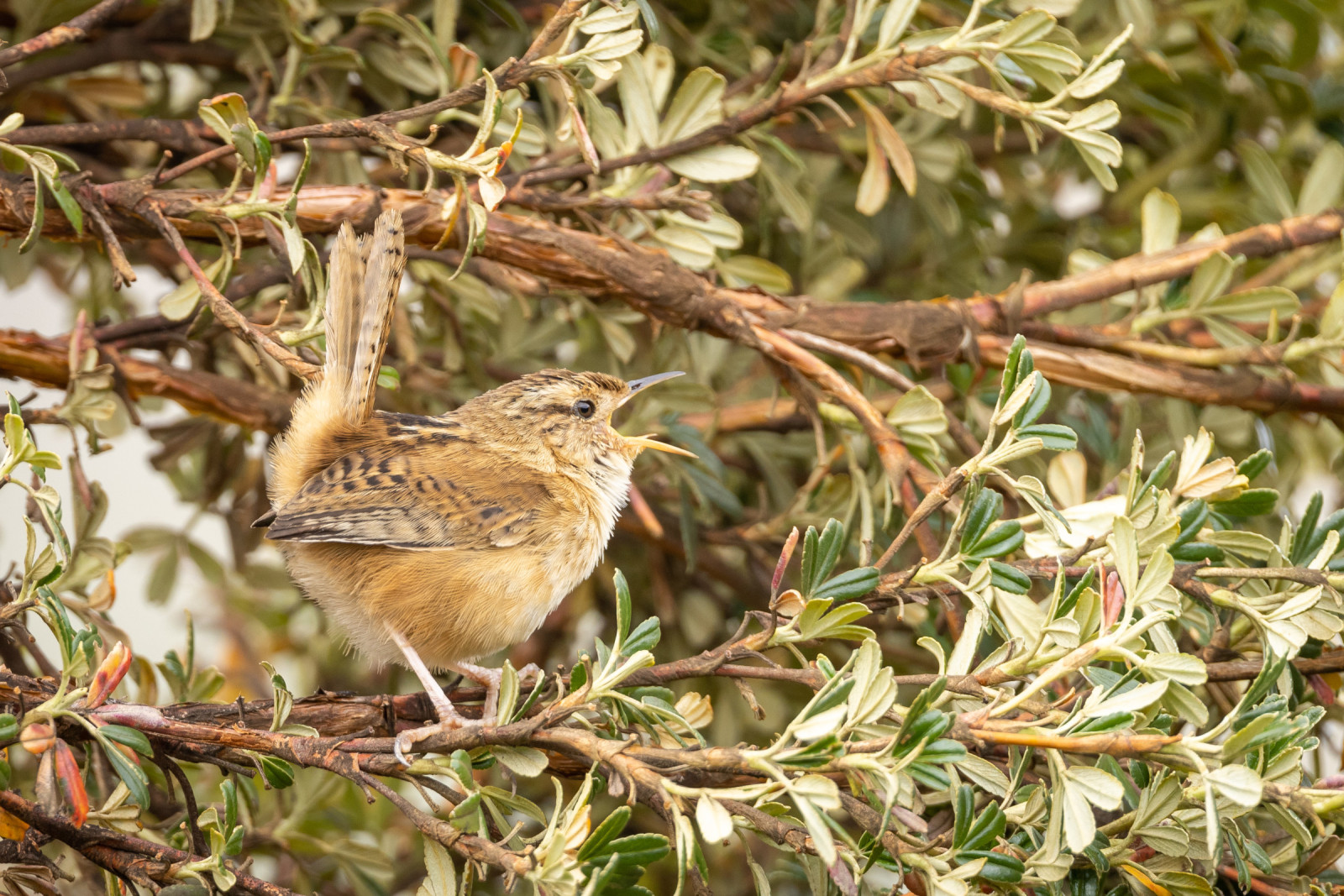 image Grass Wren